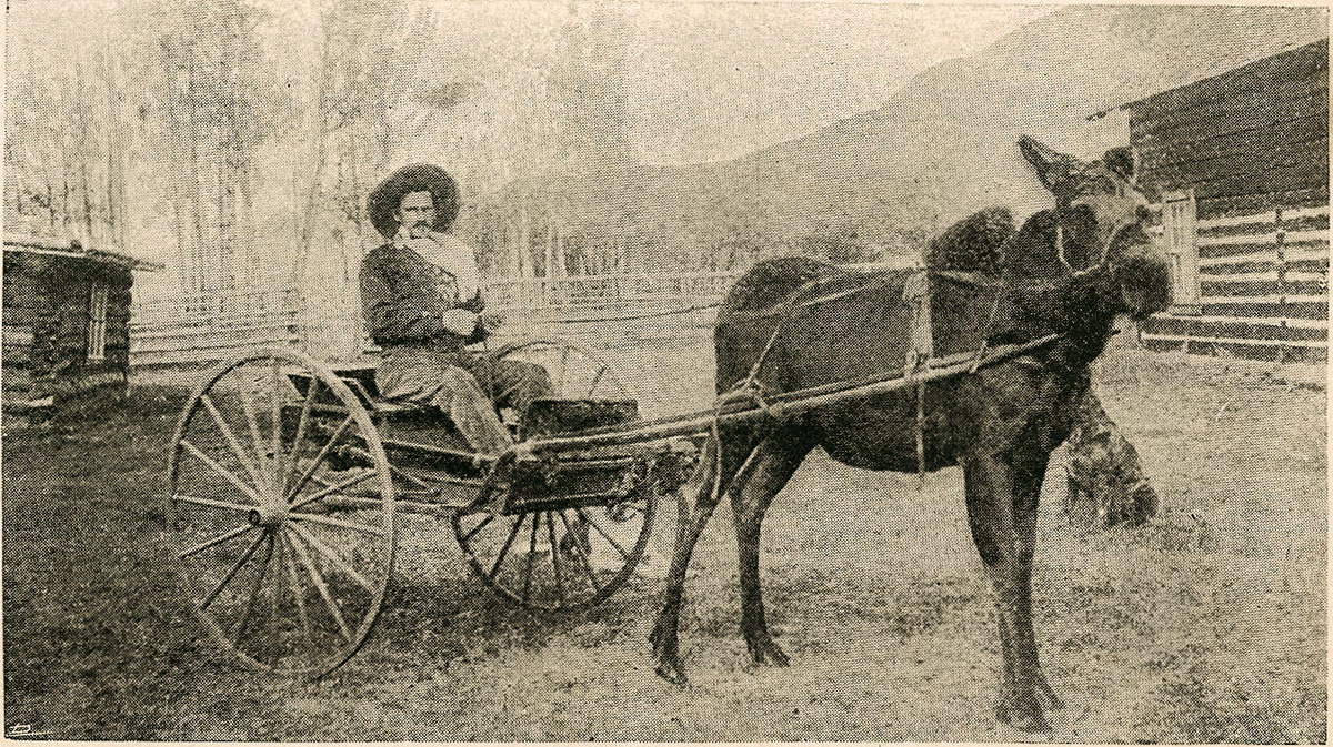 The moose “Nellie Bly” pulling a two-wheeled cart.